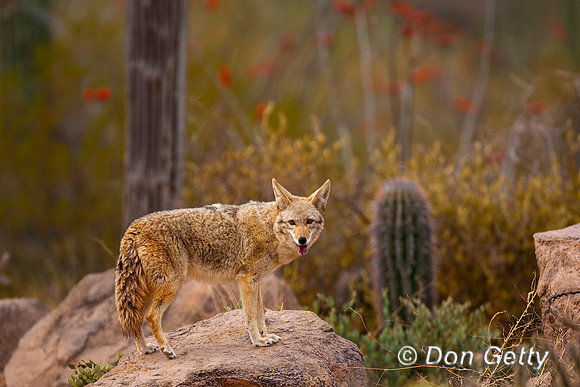 Coyote_MR8D4313