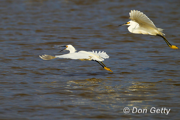Snowy Egret