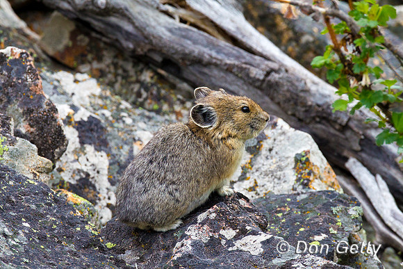 Pika_BZ2F4831