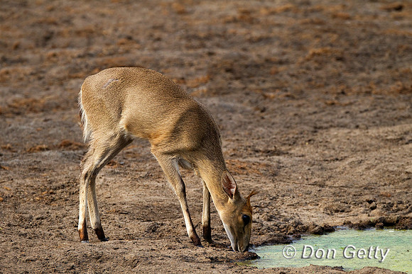 Duiker_C_Z2F3950
