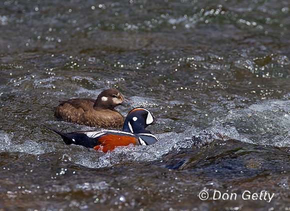 Harlequin Duck