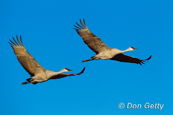 Sandhill Crane