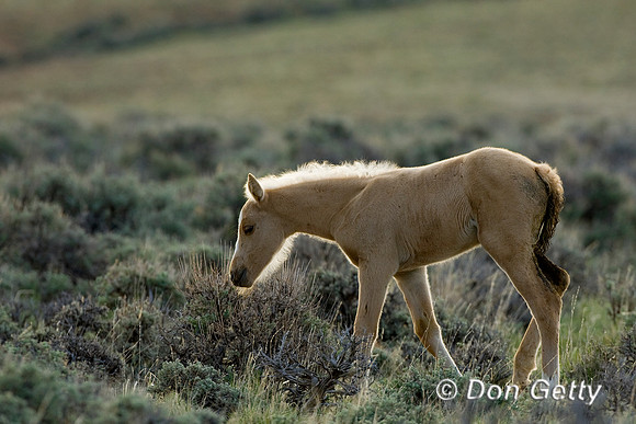 Horse_D4B7577