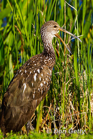 Limpkin_Z2F1067