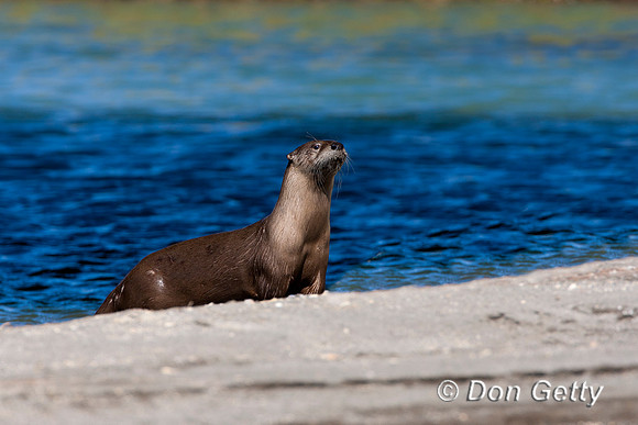Otter_River_D4B8123