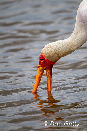 Stork_YB_Z2F7303