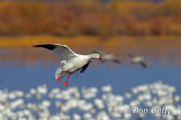 Snow Goose