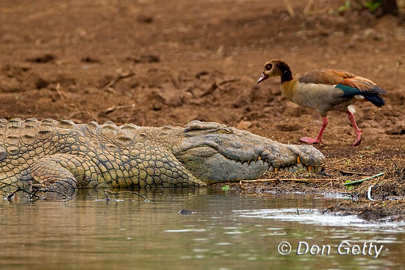 Crocodile_N_Z2F5553
