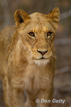 Lion_Z2F6735