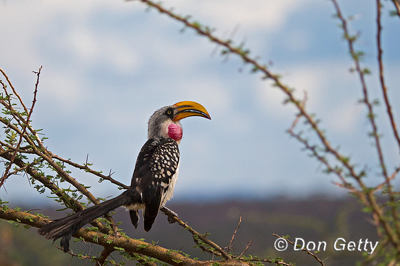 "Eastern Yellow-billed", Hornbill, Kenya, "Samburu National Reserve", "Tockus flavirostris"