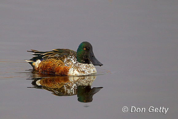 Shoveler_N_Z2F1983