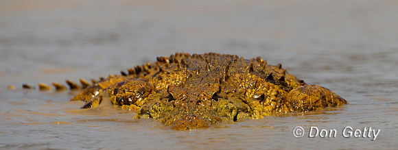 Crocodile_N_Z2F2142