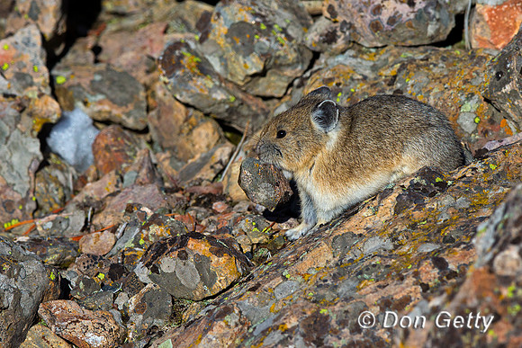 Pika
