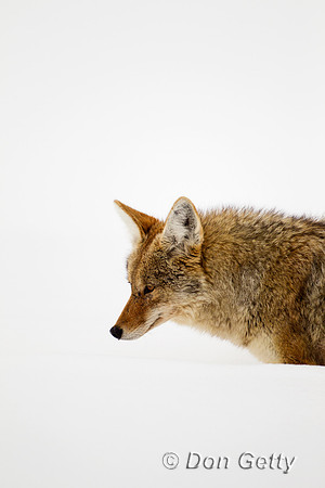 Coyote_Z2F8412