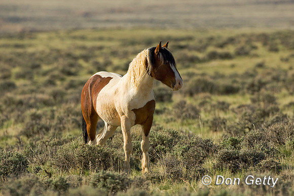Horse_D4B7596