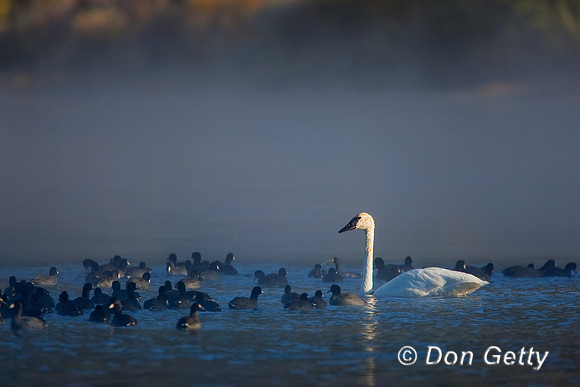 Swan_R8D7503