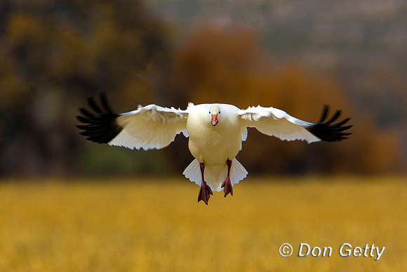 Snow Goose