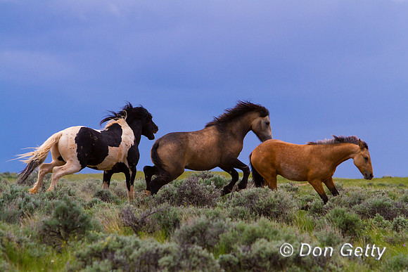 Horse_MG_7116