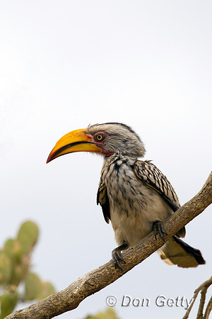 Hornbill_SYB_Z2F8857