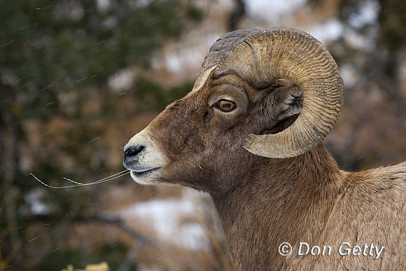 Bighorn Sheep
