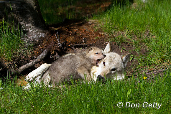Wolf_BZ2F1607