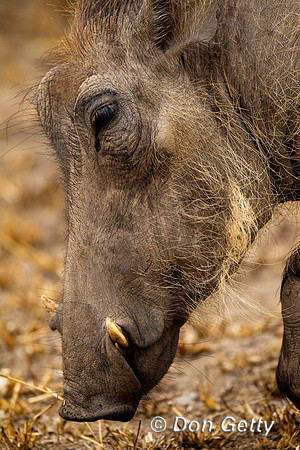 Warthog_Z2F4199