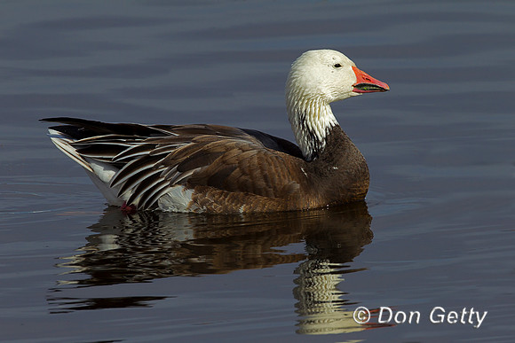 Snow Goose