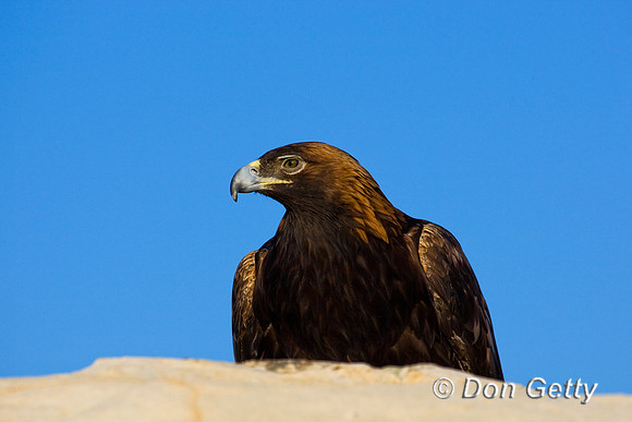 Golden Eagle
