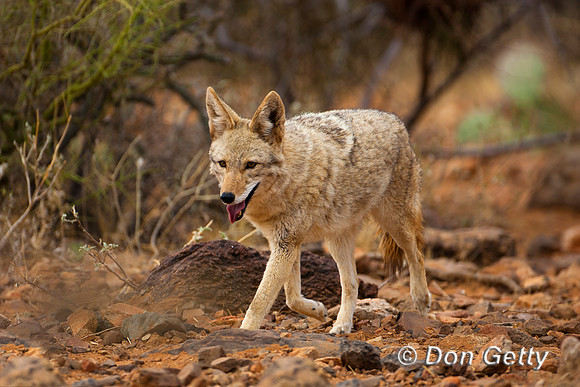 Coyote_MR8D4296