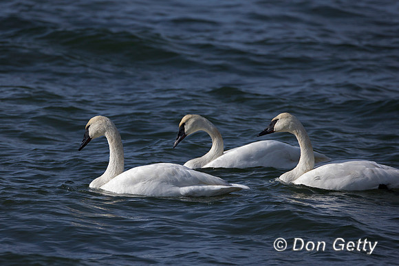 Wyoming, "Yellowstone National Park","Swan Trumpeter","Cygnus buccinators"