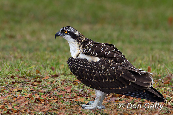 Osprey_Z2F3652