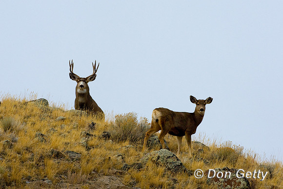 Deer_Mule_D4B0987