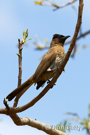 Bulbul_DC_MG_5855