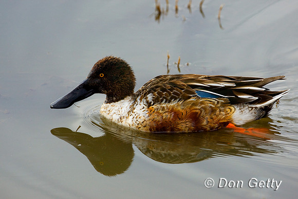 Shoveler_N_D4B1328