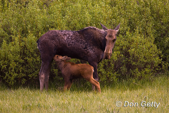 Moose_R8D5615