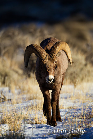 Sheep_BH_Z2F8209