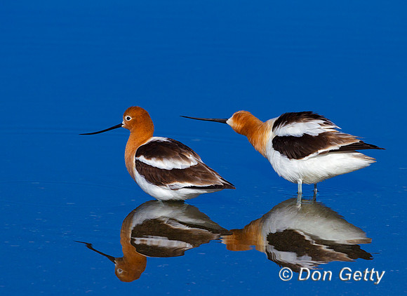 Avocet