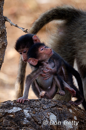 Baboon_C_Z2F6339