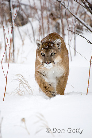 Mt_Lion_D4B3058