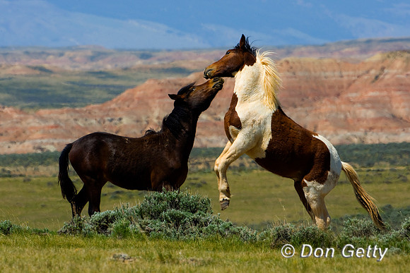Horse_D4B8821