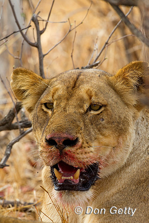 Lion_Z2F3407