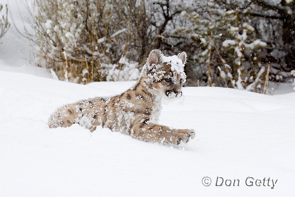 Mt_Lion_D4B3285