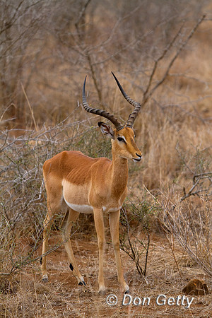 Impala_MG_6216