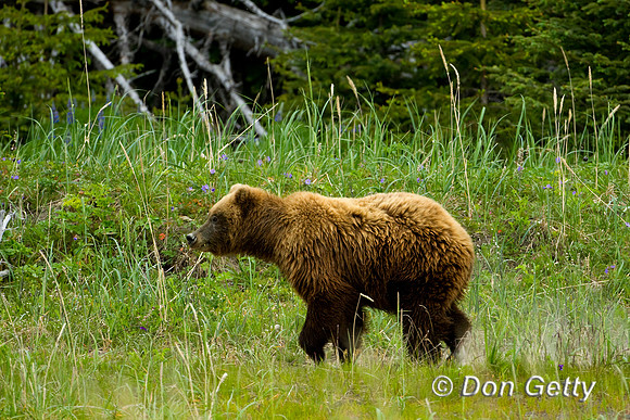 Brown Bear