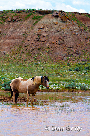 Horse_MG_8402