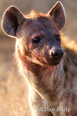 Hyena_S_Z2F8400