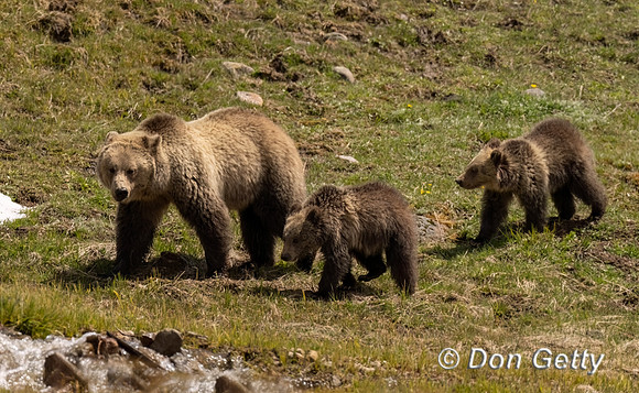 Grizzly Bear