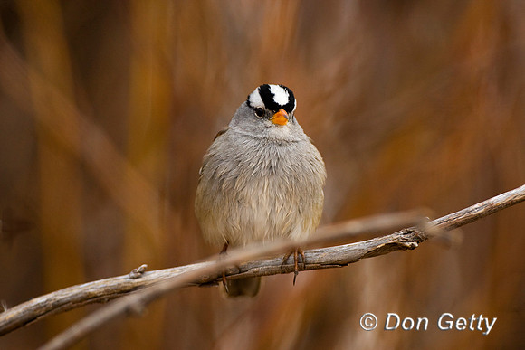 Sparrow_WC_D4B1305