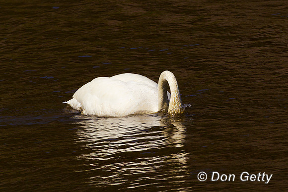 Swan_Tr_Z2F4395