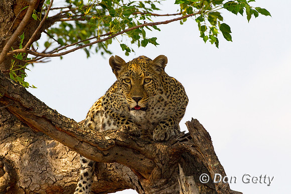 Leopard_Z2F4915